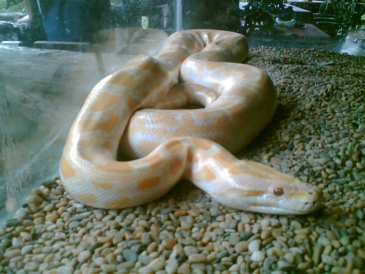 an orange snake that is curled around a rock