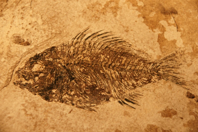 this is a picture of a small fish skeleton