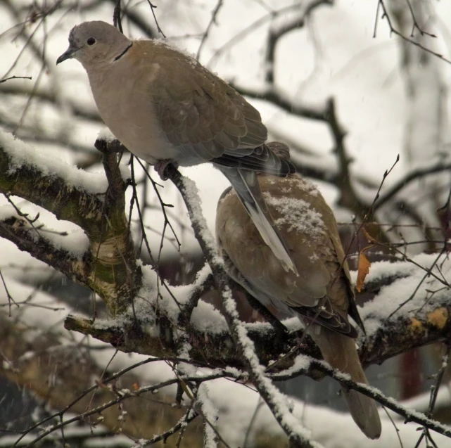 two doves perched in a tree in the winter