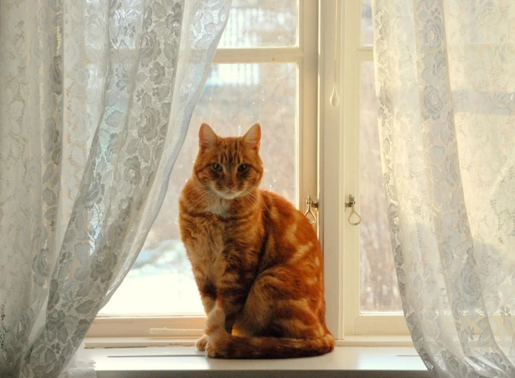 an orange cat sitting in a window next to a white curtain