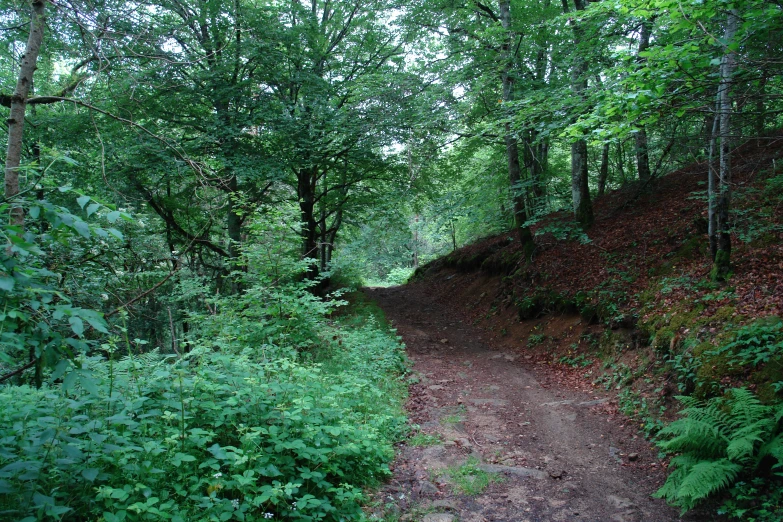 a dirt road surrounded by tall leafy trees and plants
