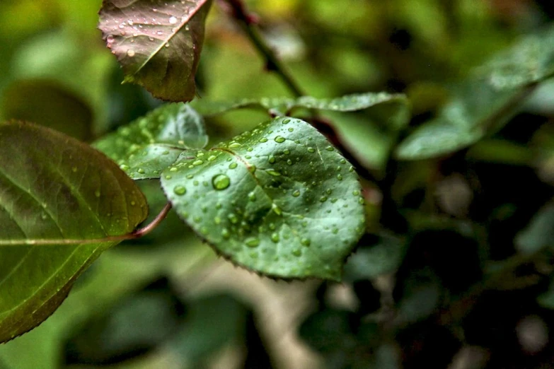 the green leaf is full of dew