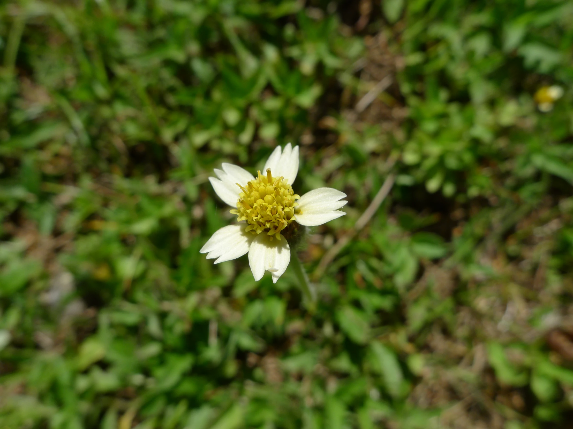 a flower that is laying down in the grass