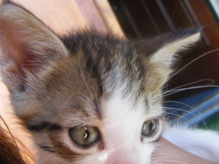 a close up of a small kitten next to a persons head