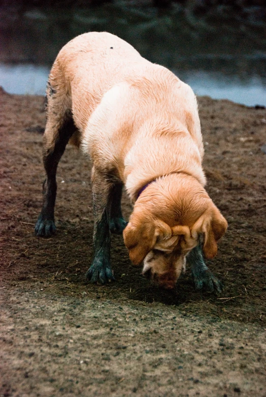 an animal bending over in a dirt field