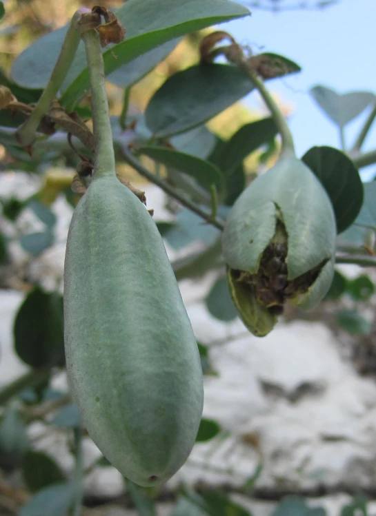 a plant with green leaves and fruit on it