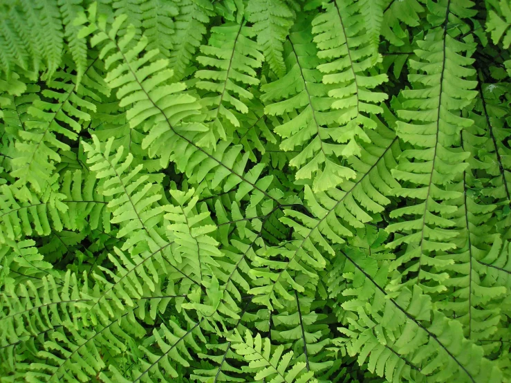 a group of ferns that are on the ground