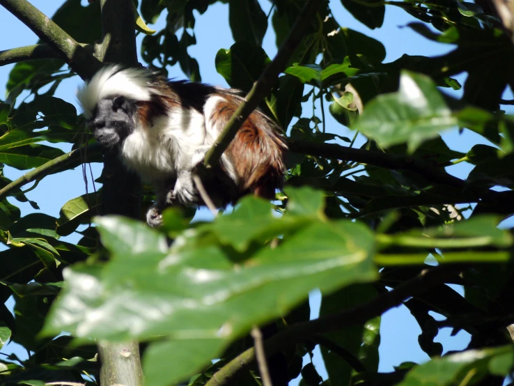 a long - haired monkey on a tree nch under the leaves