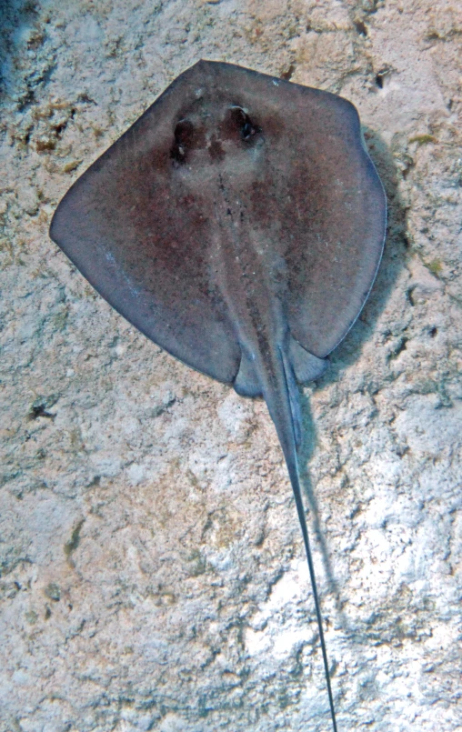 a manta ray swimming across a sandy ocean floor