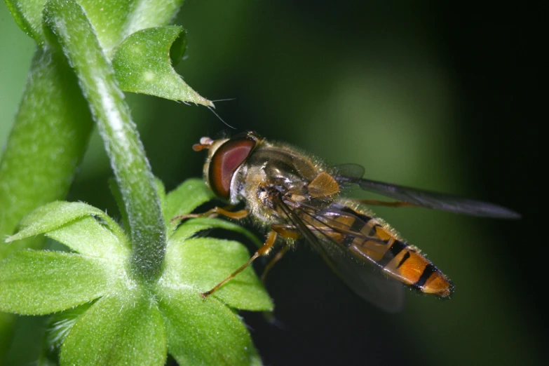 the fly is resting on the leaf of the plant