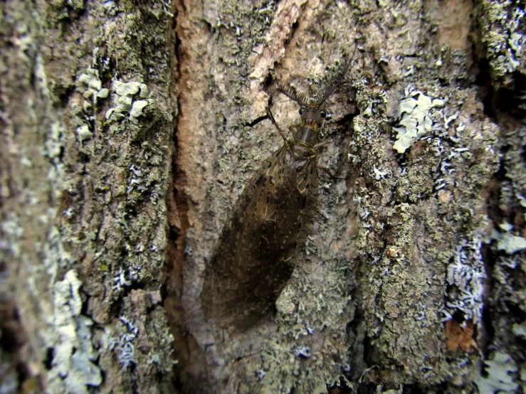 the bark on the side of an old tree with an image of a bear or bear - foot