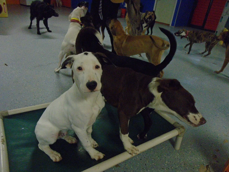 a group of dogs all lined up inside of a toy museum