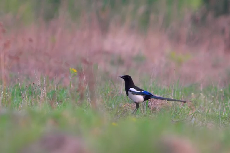 bird sitting in the tall grass on a sunny day