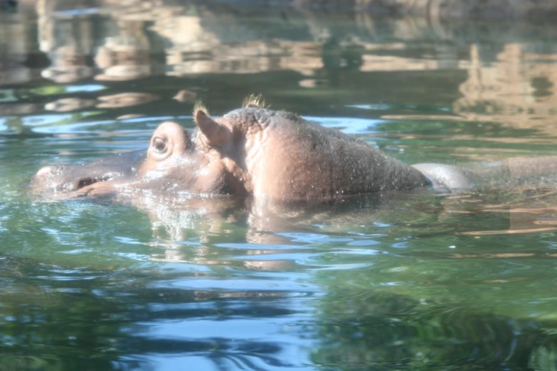 an animal in the water and some rocks