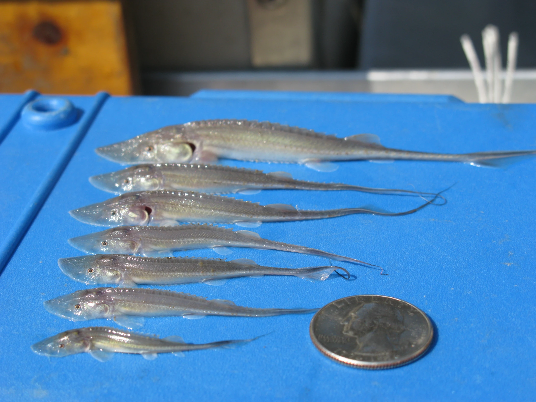 several small squid with a penny on a blue counter