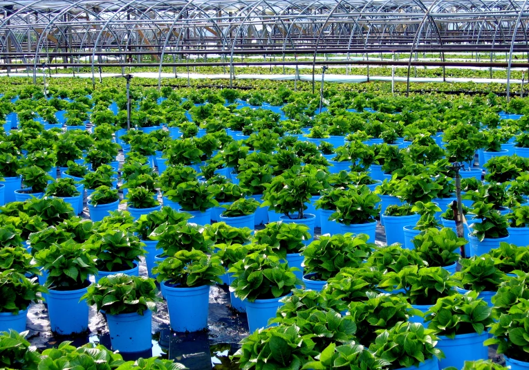 rows of green plants in plastic containers with blue liners