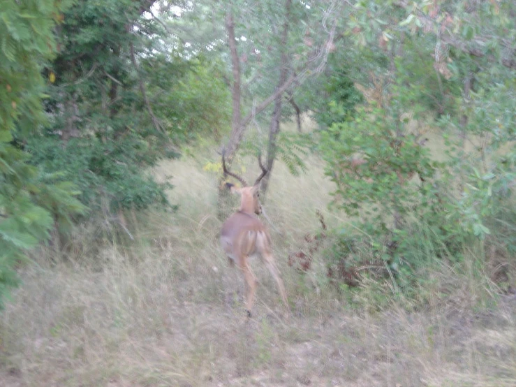 an image of a deer in the brush