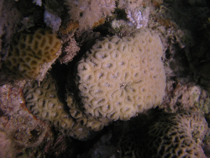 closeup of an orange coral in the sea