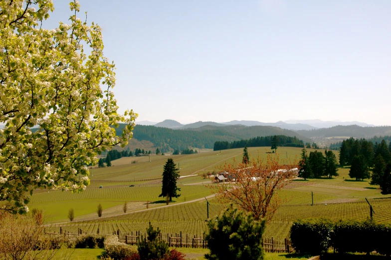 the landscape shows many trees in the mountains