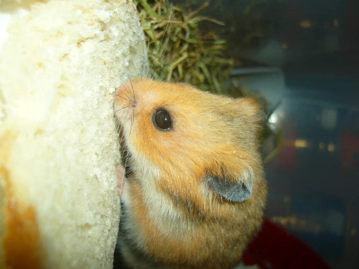 a hamster that has it's head against the side of a rock