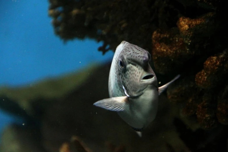 a very pretty looking fish swimming in an aquarium