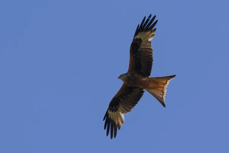 a large bird flying through the blue sky