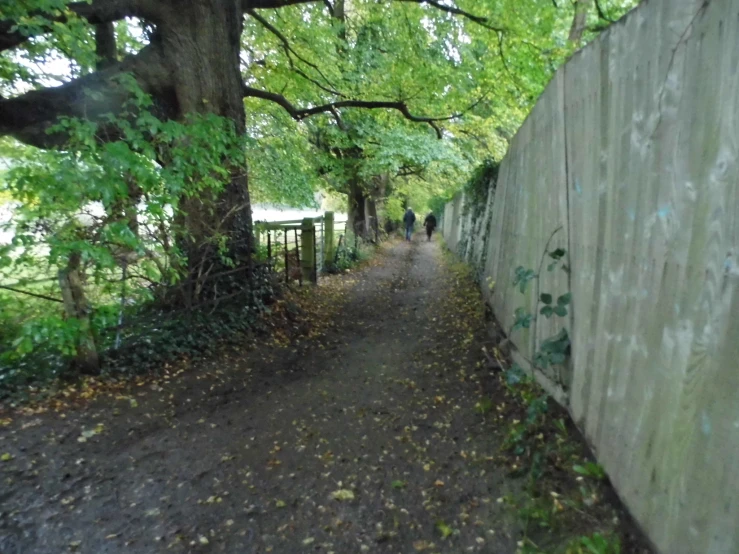 a pathway in the woods between two trees