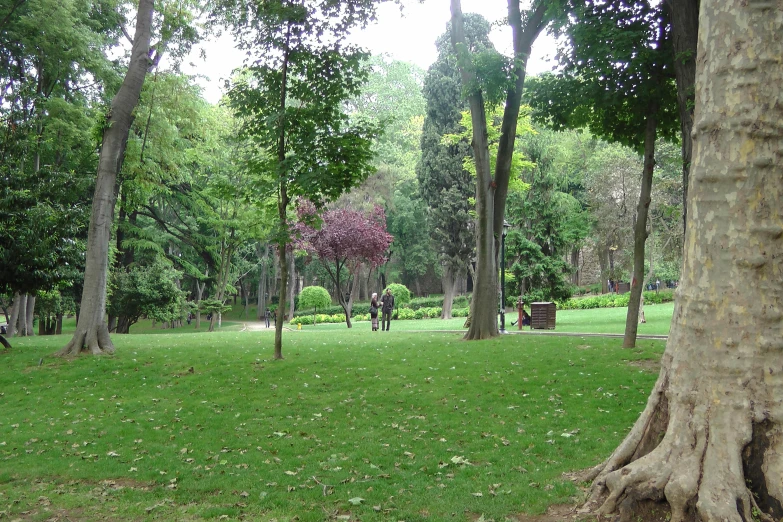 a large tree in a park filled with lots of tall trees