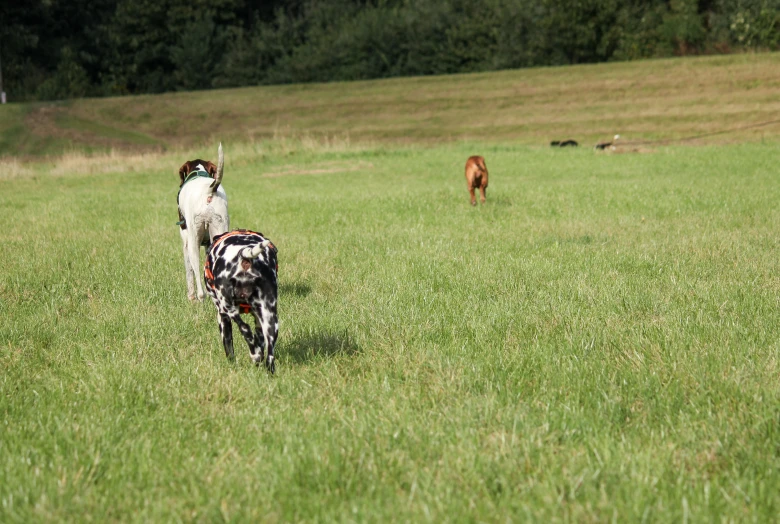 a dog walking behind a horse in the field