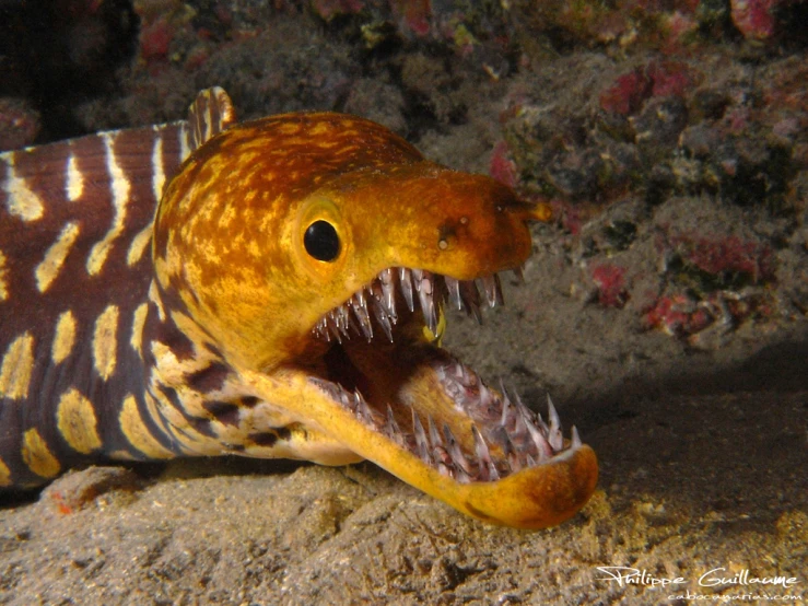 a fish with it's mouth open in the water