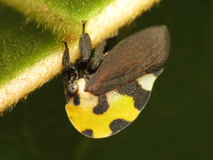 a big orange and yellow bug on a leaf