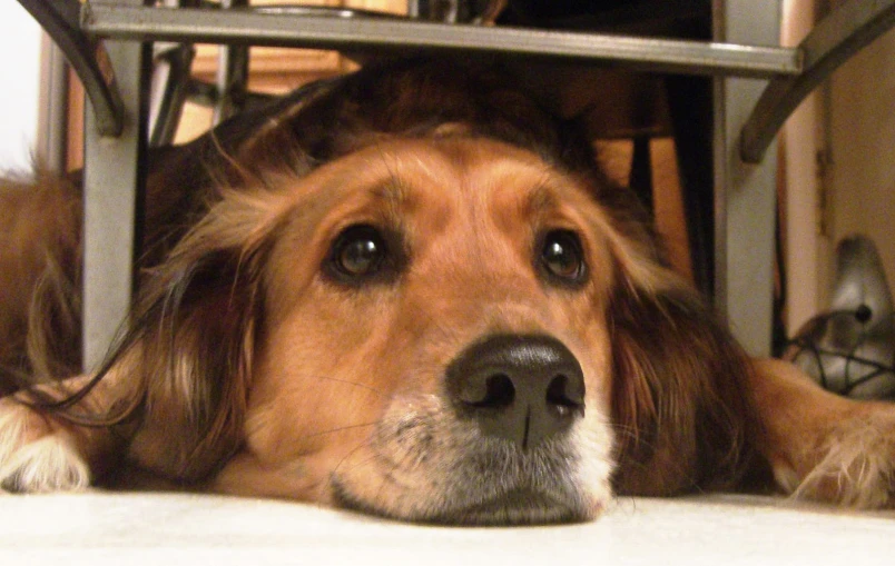 a dog is sitting under the chair and stares upward