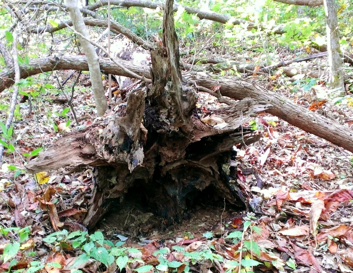 an old tree trunk lying in the woods