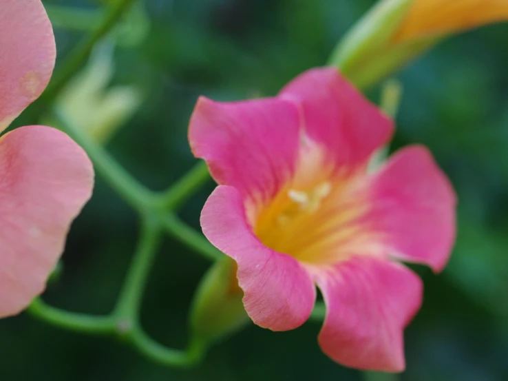 two pink flowers are standing on the plant