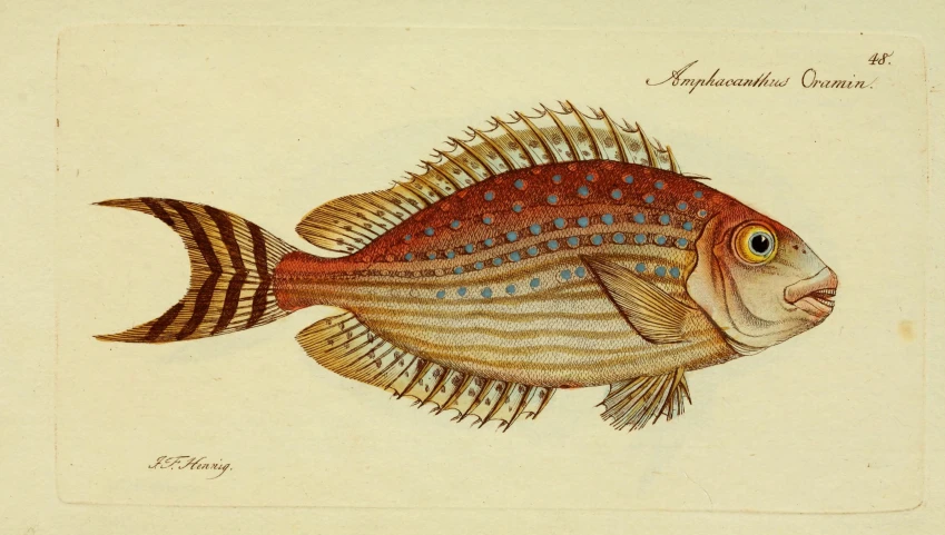 a drawing of a fish with many stripes