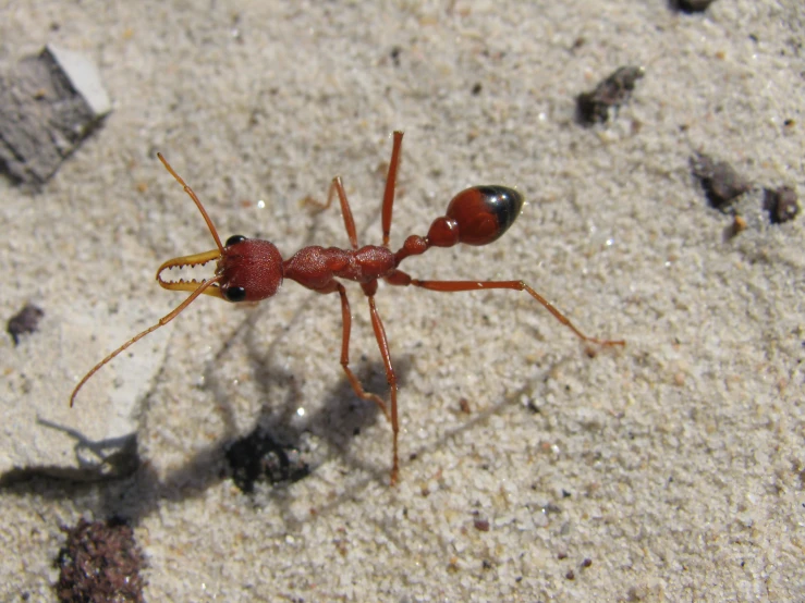 a close up view of a red ant ant standing on sand