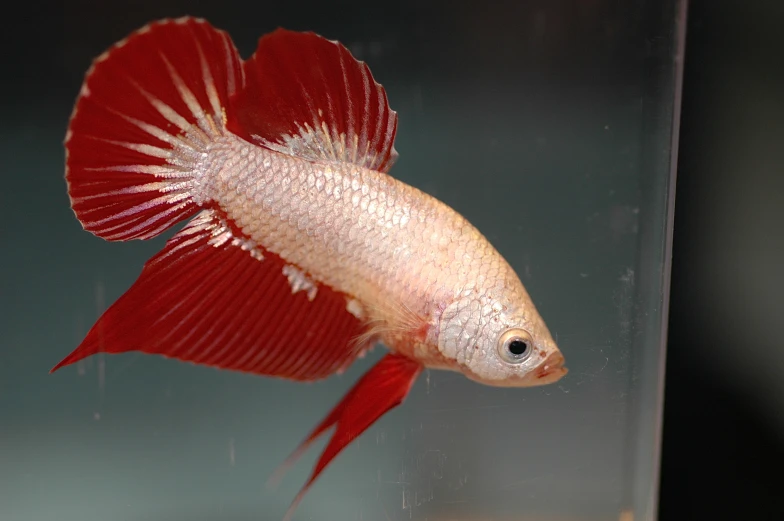 a red and white fish in a tank