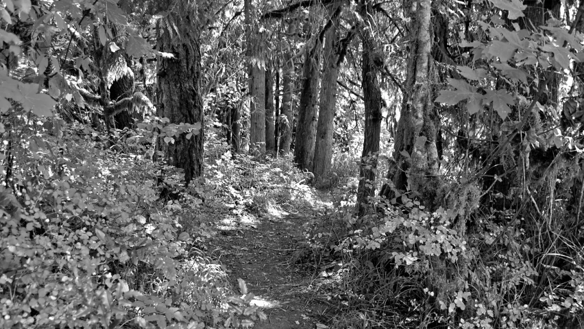 a black and white po of a path through a forest