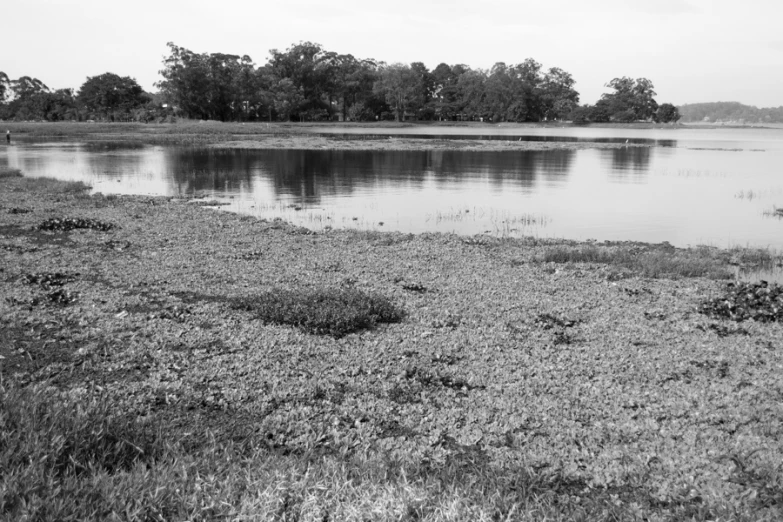 the po shows a grassy area next to a small pond and several trees