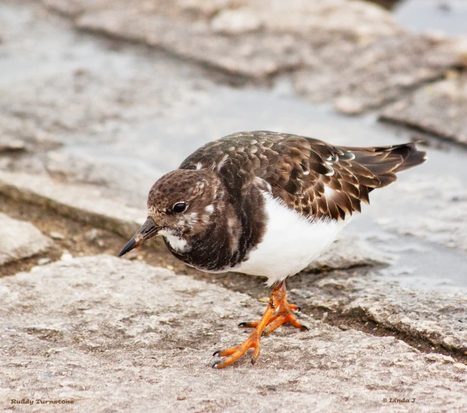 a bird standing on a sidewalk looking around