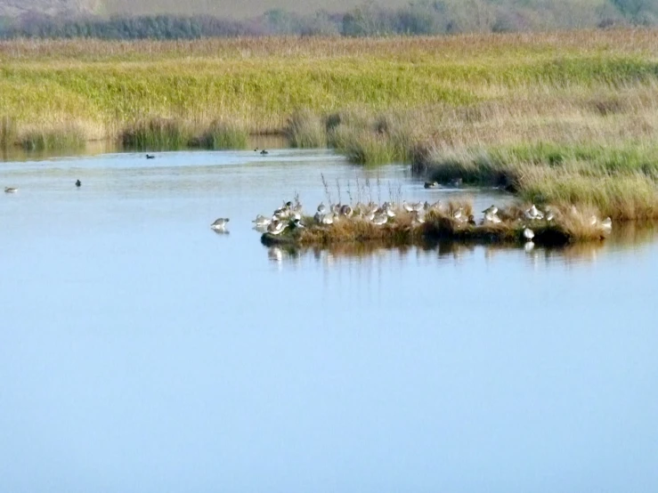 many ducks are standing in the shallow water