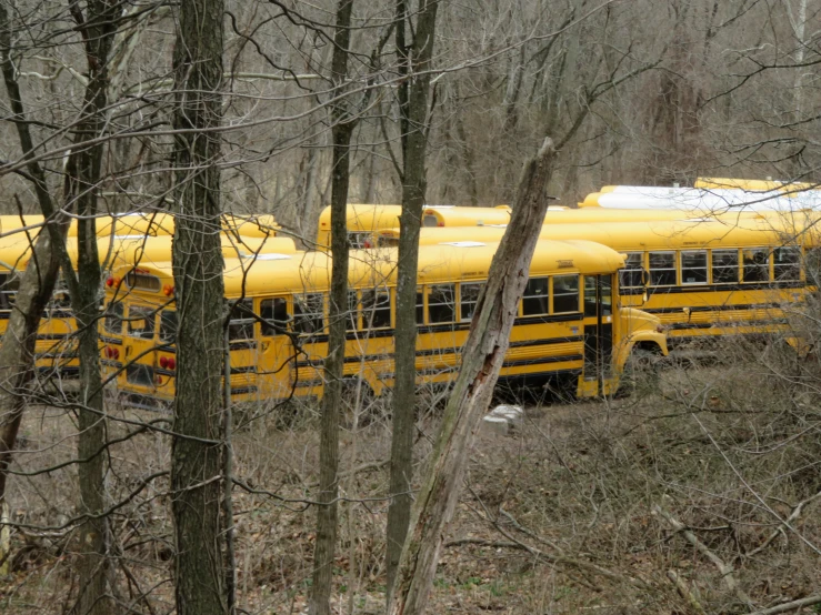 several school buses parked in the woods outside