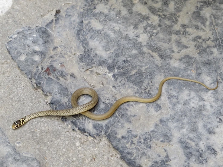 the yellow bellied snake has an unwelcod tail