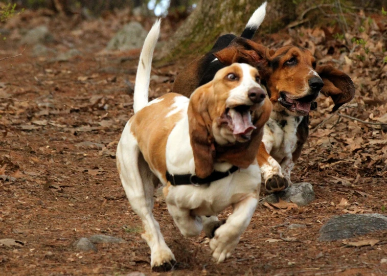 two dogs chasing each other down a hill