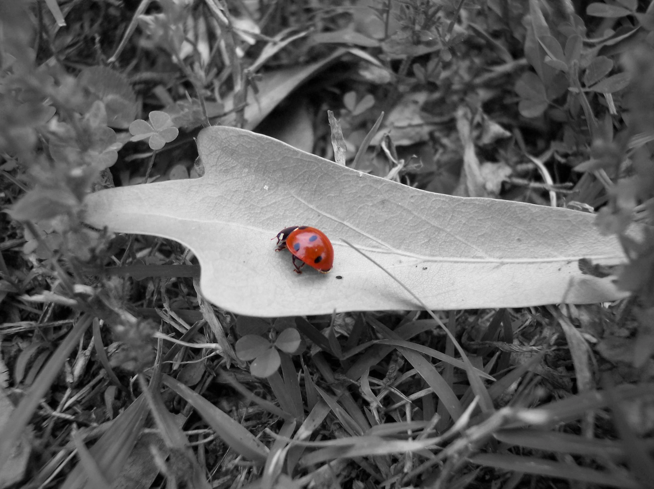 ladybug sitting on the leaf of a plant that is lying on the ground