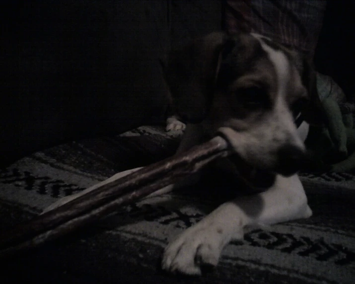 the dog is eating an object that looks like a long stick