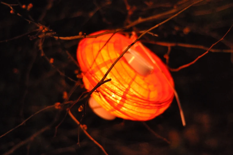 an orange object that is on a tree