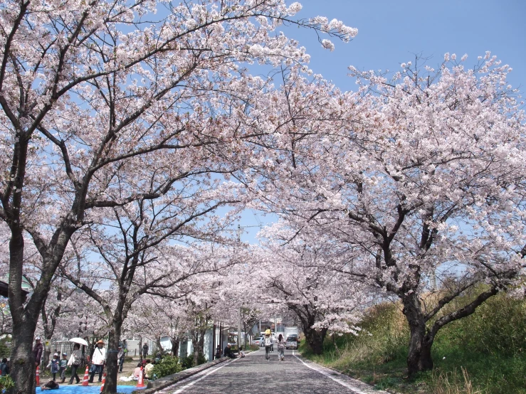 the road to some type of tree where most of them are white and cherry trees