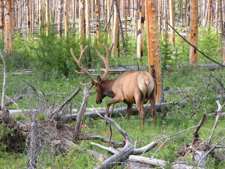 a elk is standing in the middle of an area with dead trees