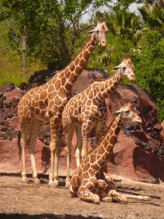 a group of giraffe standing next to each other on a dirt field